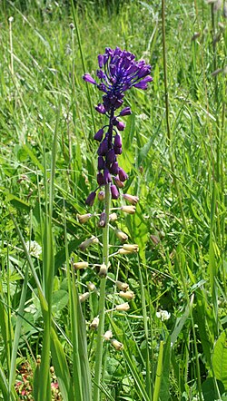 Muscari subg. Leopoldia