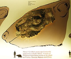 Pliohyrax