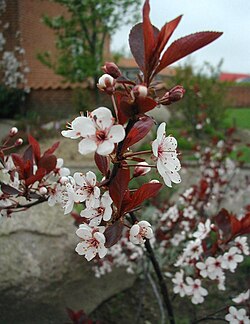 Prunus × cistena
