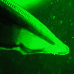 ตัวอ่อนของปลาแลนซ์เล็ต (B. floridae) ที่ยังมีชีวิตอยู่ ภายใต้กล้องจุลทรรศน์เรืองแสง