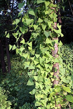 Persicaria perfoliata