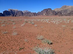 Haloxylon scoparium