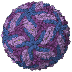แบบจำลองแคปซิดของไวรัสซิกา ระบายสีตามสายโซ่ รหัส PDB 5ire