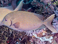 Siganus punctatus