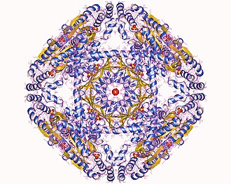 DUSP4