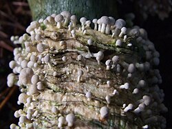 ออนจีเนลส์