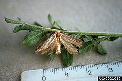 Pterolonche inspersa
