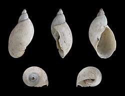 Pseudosuccinea columella