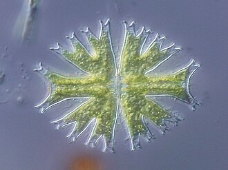 Differential interference contrast microscopy