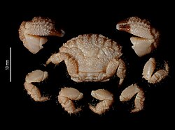 โนวัคเทีย