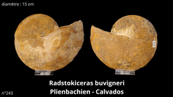 ราดสต็อกคิเซราส