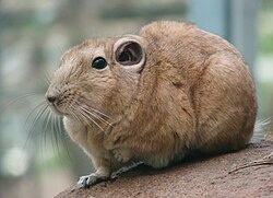 กุนดี