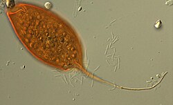 คัลกินเซีย