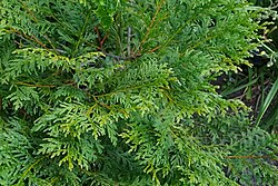 Calocedrus macrolepis