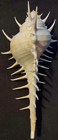 Murex scolopax