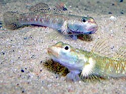 ปลาบู่น้ำจืดสองตัว Rhinogobius duospilus