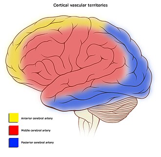 Cerebral circulation