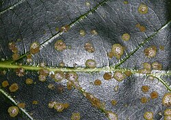 Phyllocharis orbicularis