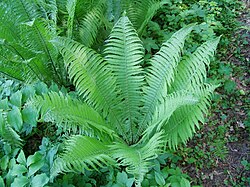 Onocleaceae