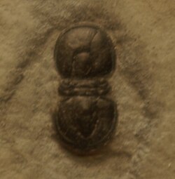Ptychagnostus atavus