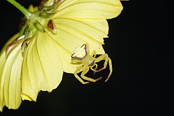 วงศ์ Thomisidae