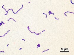 คราบสีน้ำเงินของ Streptococcus mutans