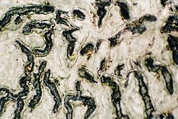 Graphis (lichen)