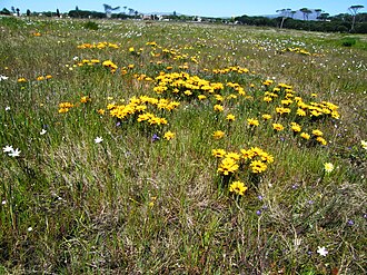 Rondebosch Common