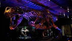 วิคตอเรียจัดแสดงอยู่ที่ HMNS