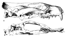 แอปเทอโรดอน