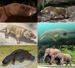 ยูซิโนดอนเทีย