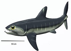 ดิพล็อกนาทัส