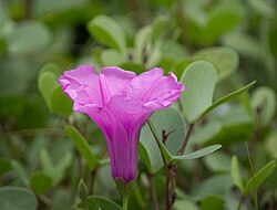 Ipomoea pes-caprae
