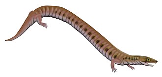 รินชอนคอส