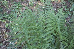 Athyrium asplenioides