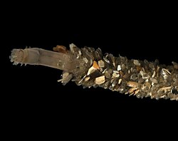 Oweniidae