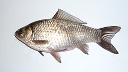 ปลาคาร์พปรัสเซีย