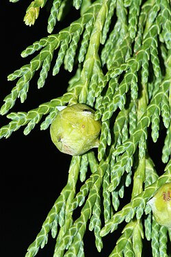 Callitropsis nootkatensis
