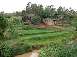 การเกษตรในมาดากัสการ์