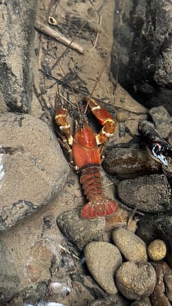 ภาพมุมสูงของกุ้งเครย์ฟิชสีส้มแดงตัวหนึ่งนั่งอยู่ในน้ำตื้นบนพื้นหิน