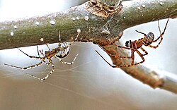 แมงมุมแฮมม็อก (Pityohyphantes spp.) กำลังเกี้ยวพาราสี ตัวเมียอยู่ทางซ้าย ตัวผู้อยู่ทางขวา