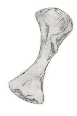 Plateosauravus