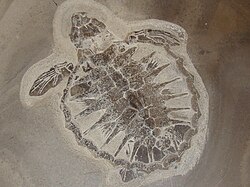 ทาสบัคก้า