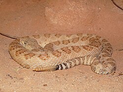Crotalus oreganus abyssus