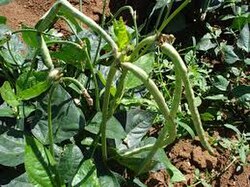 ภาพของ Vigna unguiculalta หรือที่รู้จักกันในชื่อ mpindi ใน Luganda