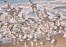 ฝูงนกชายหาดหิมะประมาณห้าสิบตัวบินต่ำเหนือชายหาด โดยเผยให้เห็นท้องของพวกมัน
