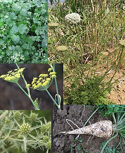 วงศ์ Apiaceae
