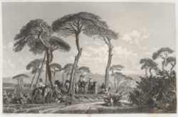 Marilhat ของที่ระลึก des environs de Beyrouth ร้านทำผมปี 1841