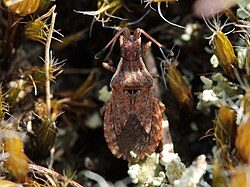 Spathocera