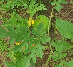 Melothria sphaerocarpa